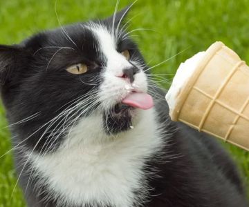 Can Cats Eat Ice Cream? What You Need to Know About Feeding Cats Dairy