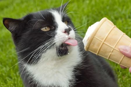 Can Cats Eat Ice Cream? What You Need to Know About Feeding Cats Dairy