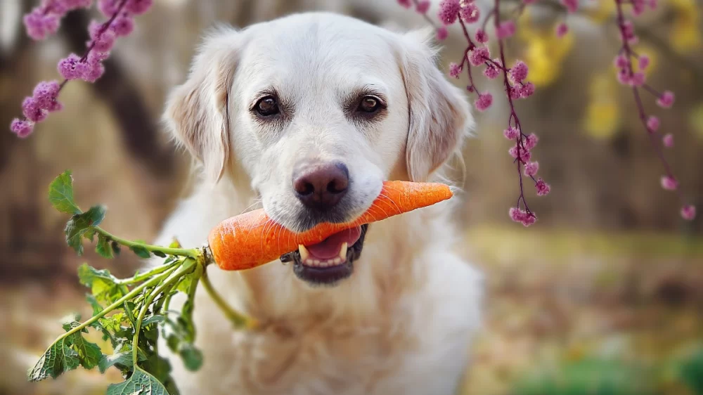 Can Dogs Eat Raw Carrots? Understanding the Benefits and Risks