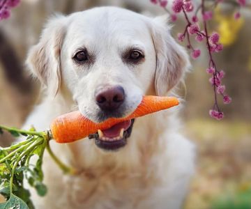 Can Dogs Eat Raw Carrots? Understanding the Benefits and Risks