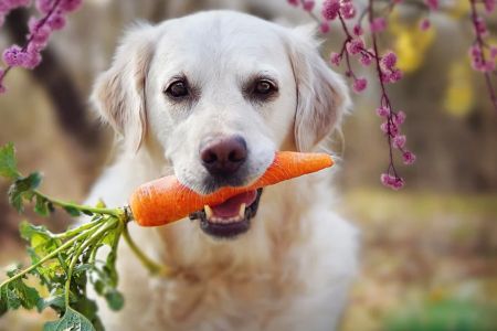 Can Dogs Eat Raw Carrots? Understanding the Benefits and Risks