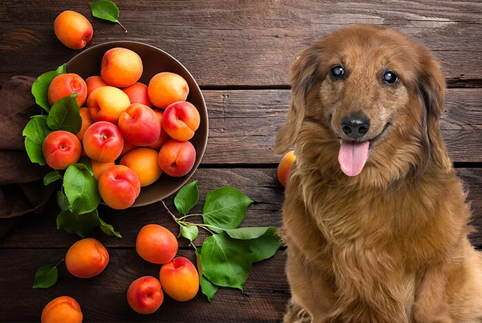 Can Dogs Eat Dried Apricots? The Truth About Feeding Your Dog Apricots