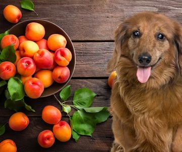 Can Dogs Eat Dried Apricots? The Truth About Feeding Your Dog Apricots