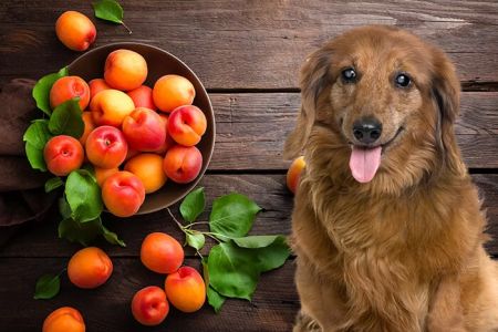 Can Dogs Eat Dried Apricots? The Truth About Feeding Your Dog Apricots