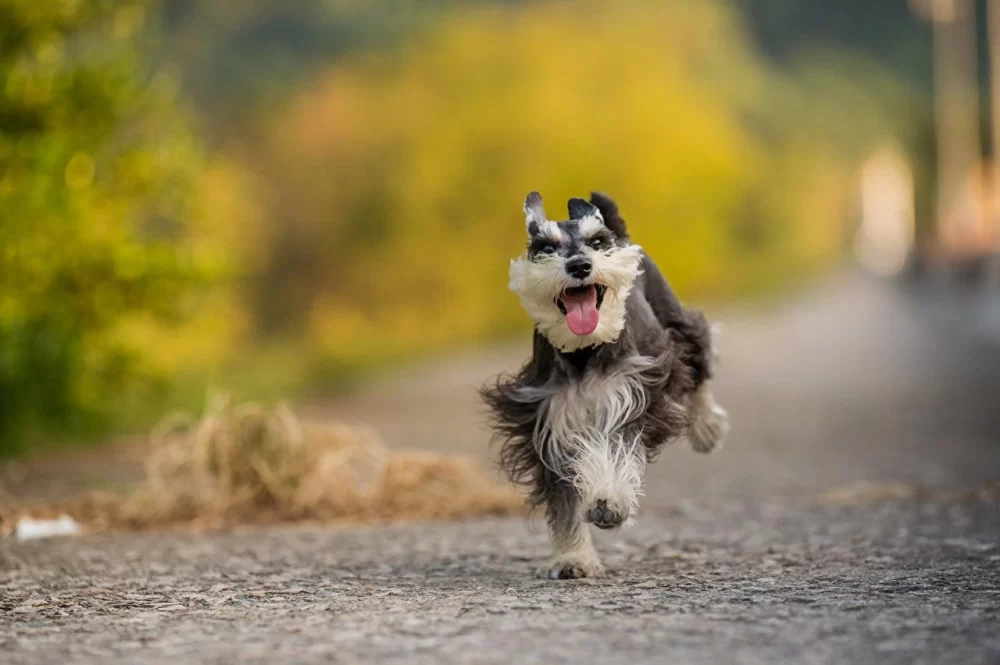 Why Some Dogs Avoid Long Walks and Runs: Understanding the Reasons and Solutions