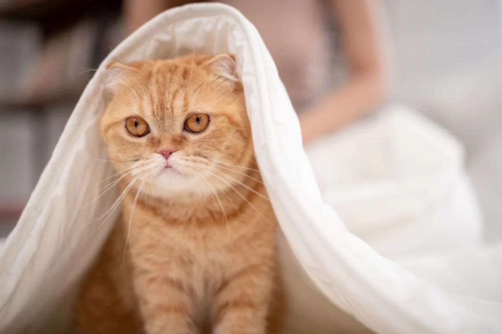 Signs Your Cat is Showing Anxiety or Stress and How to Help