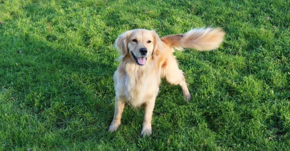 Why is My Dog Not Wagging Its Tail? Understanding the Reasons and What to Do