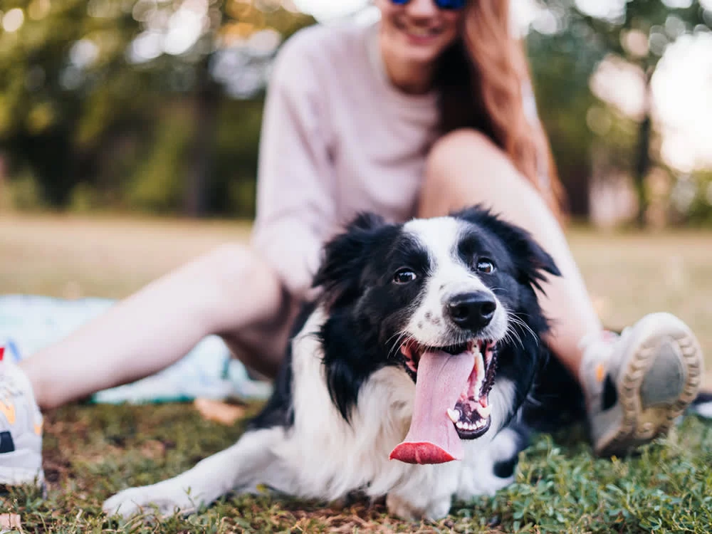 Why Your Dog Pants Excessively After Physical Activity: Understanding and Managing Post-Exercise Panting
