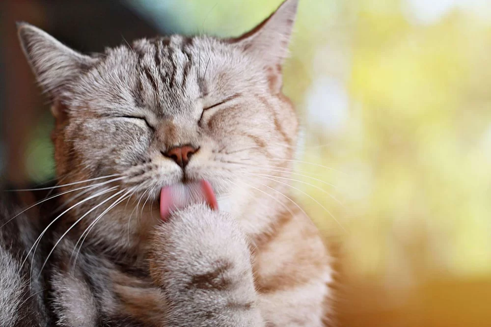 Why Does My Cat Lick Its Paws Excessively? Understanding the Behavior and Causes
