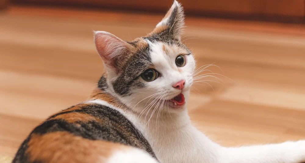 Understanding Cat Coughing with Wheezing Sound: Causes, Symptoms, and Solutions