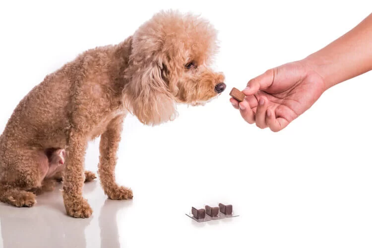 Signs of Advanced Heartworm in Dogs: Symptoms, Treatment, and Prevention