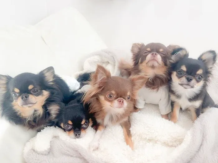 5-Star Teacup Breeders/Staffordshire Bull Terrier Puppies For Sale-Purebred Babies / Teacup Puppies for sale 3