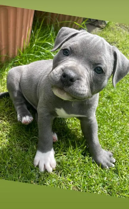 5-Star Teacup Breeders/Staffordshire Bull Terrier Puppies For Sale-Purebred Babies / Teacup Puppies for sale 5