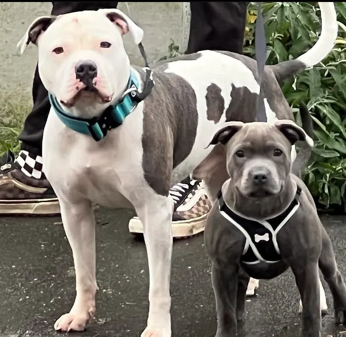 5-Star Teacup Breeders/Staffordshire Bull Terrier Puppies For Sale-Purebred Babies / Teacup Puppies for sale 2