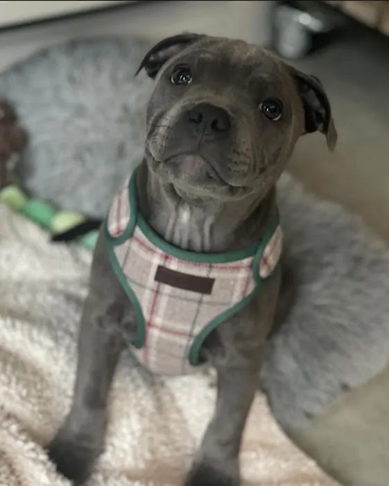 5-Star Teacup Breeders/Staffordshire Bull Terrier Puppies For Sale-Purebred Babies / Teacup Puppies for sale 1
