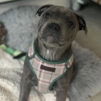 5-Star Teacup Breeders/Staffordshire Bull Terrier Puppies For Sale-Purebred Babies / Teacup Puppies for sale ico