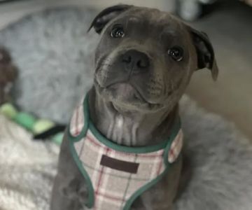 5-Star Teacup Breeders/Staffordshire Bull Terrier Puppies For Sale-Purebred Babies / Teacup Puppies for sale