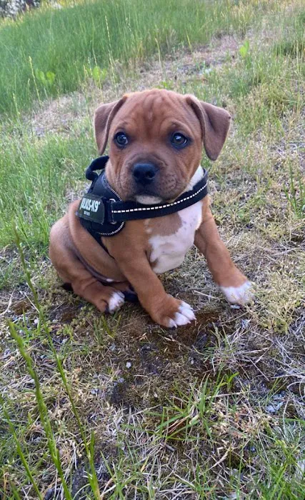 5-Star Teacup Breeders/Staffordshire Bull Terrier Puppies For Sale-Purebred Babies / Teacup Puppies for sale 4