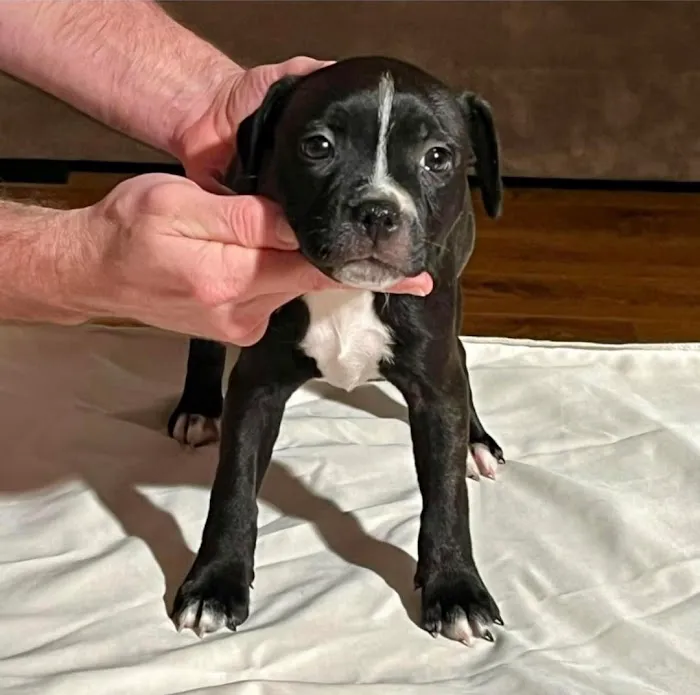 5-Star Teacup Breeders/Staffordshire Bull Terrier Puppies For Sale-Purebred Babies / Teacup Puppies for sale 6