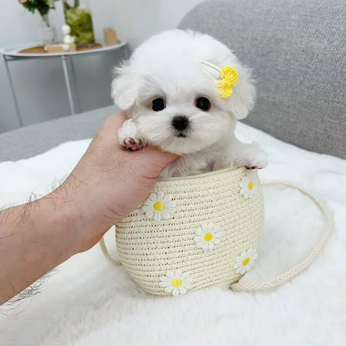 5-Star Teacup Breeders/Staffordshire Bull Terrier Puppies For Sale-Purebred Babies / Teacup Puppies for sale 9