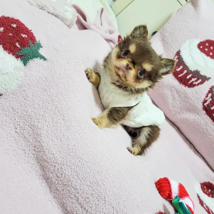 5-Star Teacup Breeders/Staffordshire Bull Terrier Puppies For Sale-Purebred Babies / Teacup Puppies for sale 7