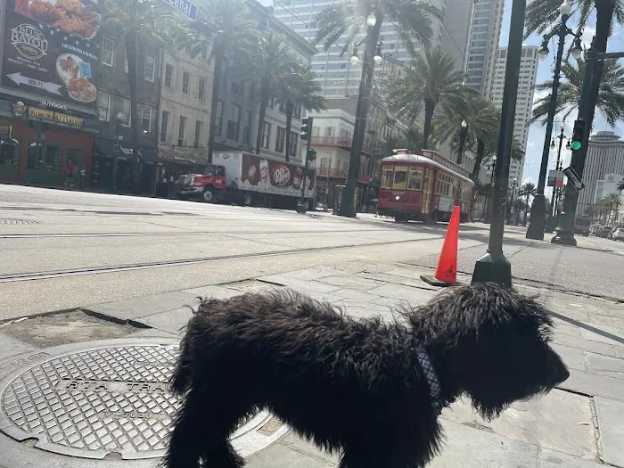 Geaux Fetch 1