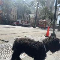 Geaux Fetch ico