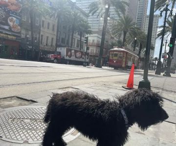 Geaux Fetch
