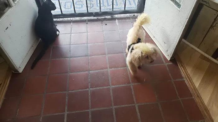 Big Easy Animal Rescue & Pet Shop 5