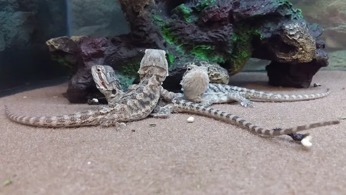 Petco 8