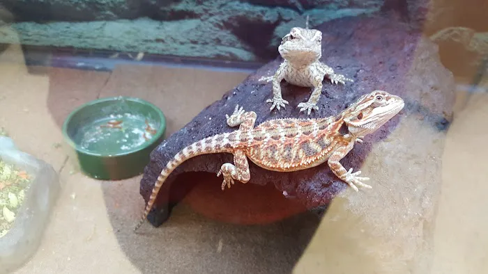 Petco 5