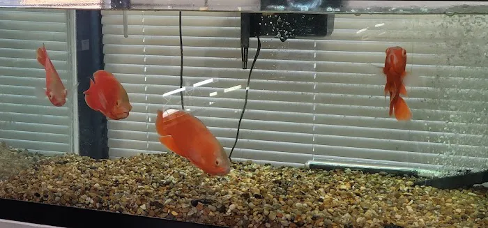J & F Aquatics Exotics 8