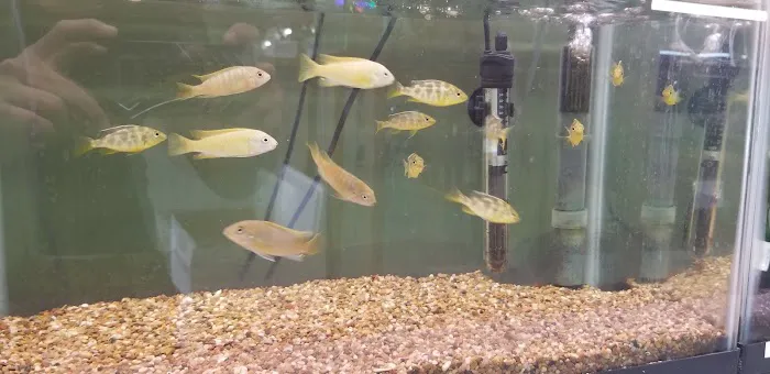J & F Aquatics Exotics 5