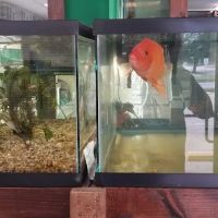 J & F Aquatics Exotics ico