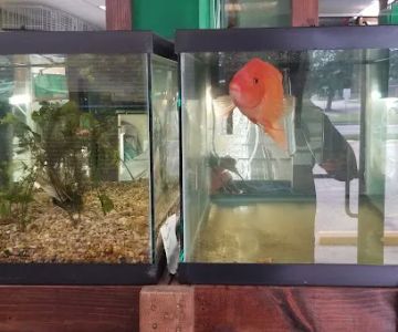 J & F Aquatics Exotics