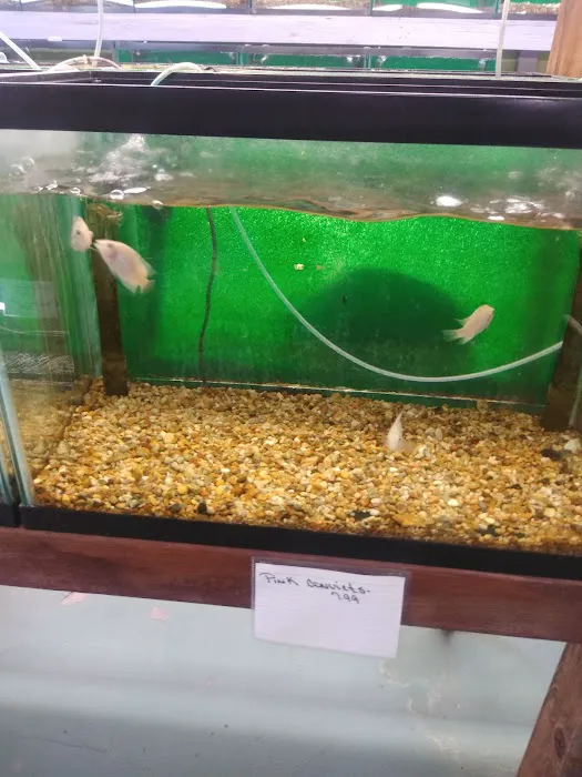 J & F Aquatics Exotics 10
