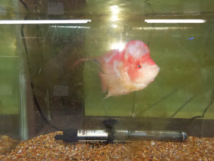 J & F Aquatics Exotics 4