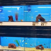 Petco ico