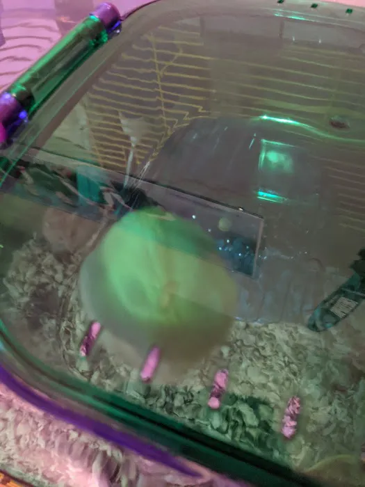 Coral Reef Pet Shop 4