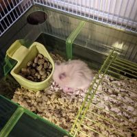 Coral Reef Pet Shop ico