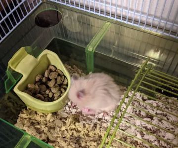 Coral Reef Pet Shop