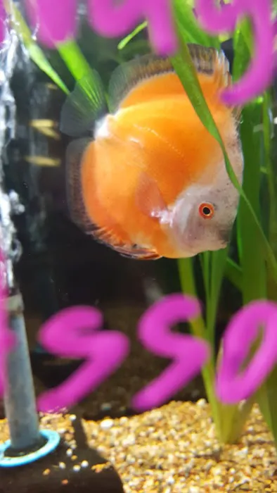 Causeway Pets 4