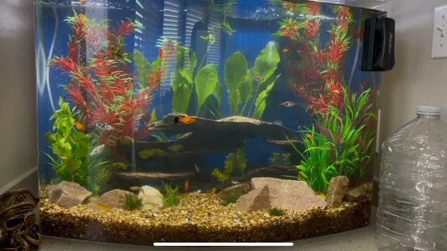 Causeway Pets 8