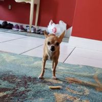 Petco ico