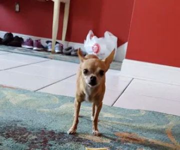 Petco