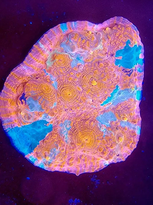 Reef Consortium 4