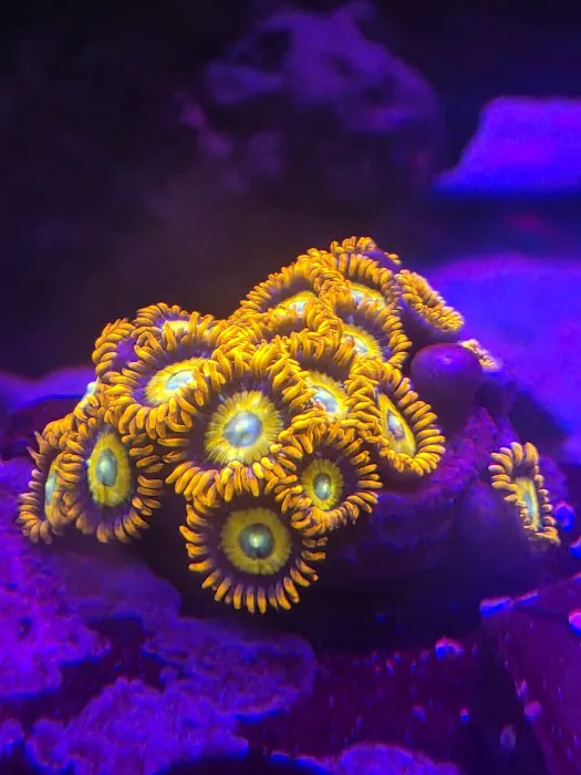 Reef Consortium 2