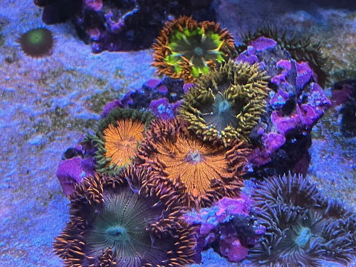 Reef Consortium 1