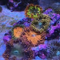 Reef Consortium ico
