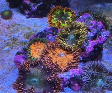 Reef Consortium